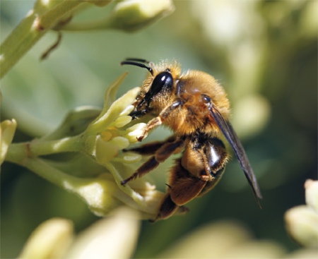 Coragen SC, insecticida eficiente en el control de plagas y selectivo con los insectos benéficos