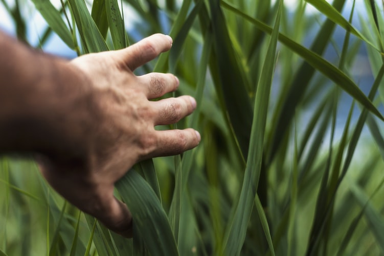 Maxbio Algae asegura el crecimiento y desarrollo de la planta