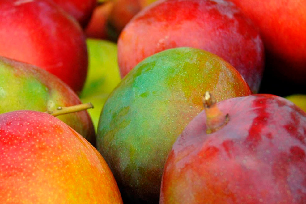 Máximo control de la mosca de la fruta en el cultivo de mango