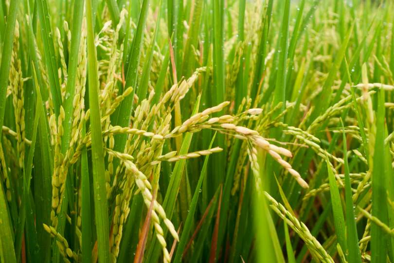 Rextigate: La Solución Innovadora para el Control de Malezas en el Cultivo de Arroz