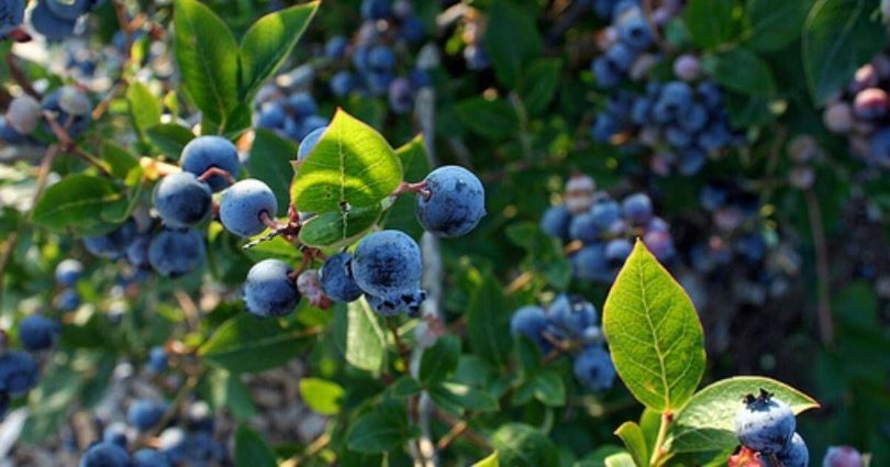 La producción de arándanos marcará un nuevo récord este año