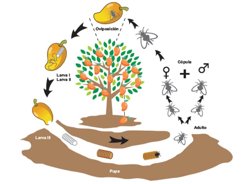 Ciclo de la Mosca de la Fruta