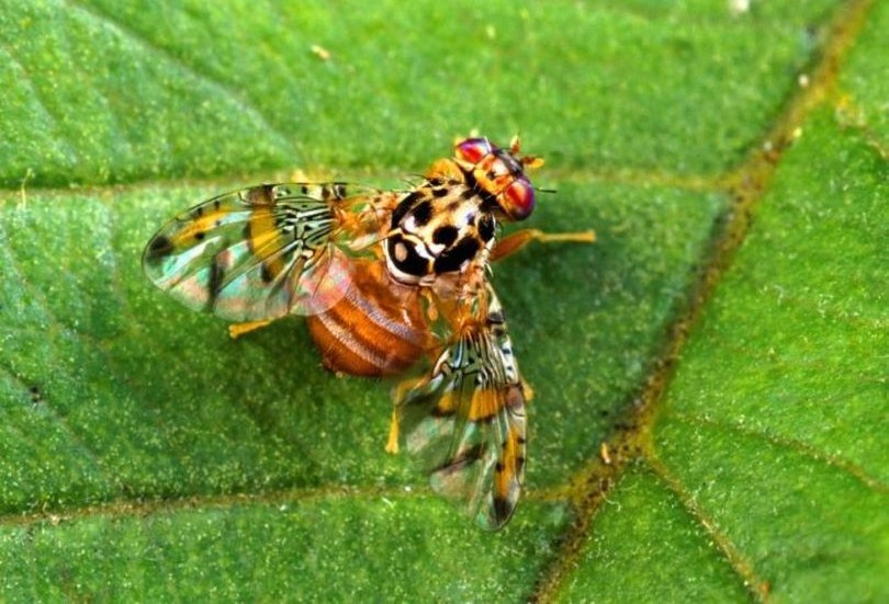 Cómo el Fenómeno El Niño Impacta en la Aparición de la Mosca de la Fruta