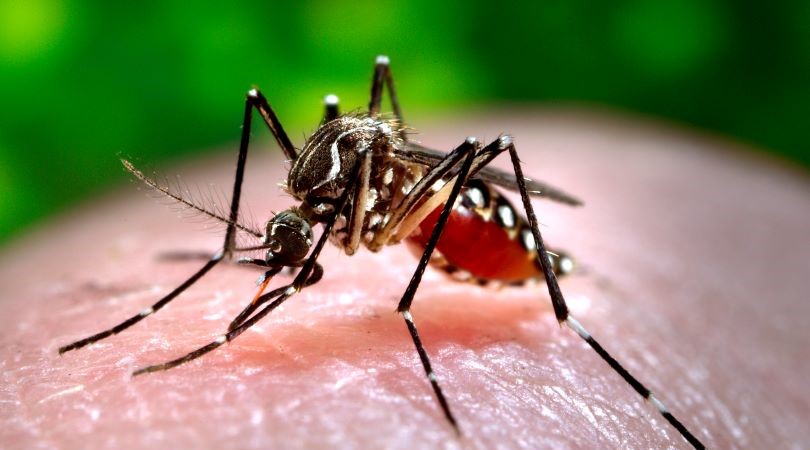 Protege a tu equipo del Dengue: 4 pasos claves para salvaguardar a tus colaboradores