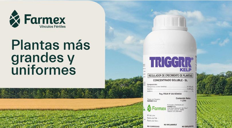 Potenciando la Formación de Plantas más Grandes y Uniformes