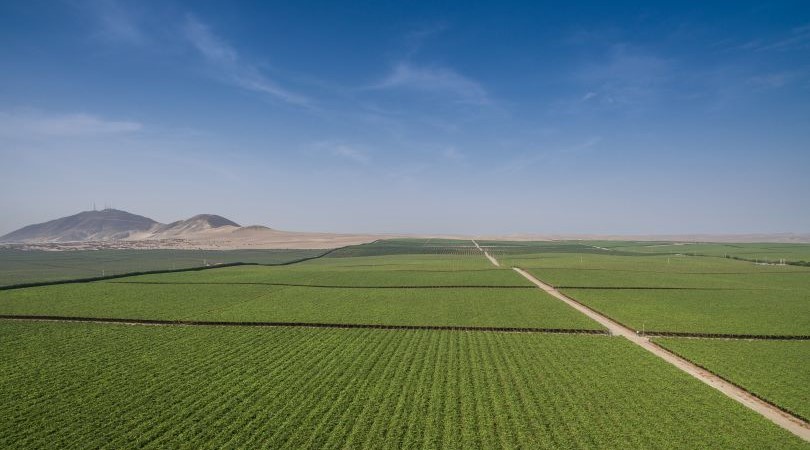 ¿Cómo Afecta la Baja Humedad Atmosférica la Absorción de Nutrientes en las Plantas?