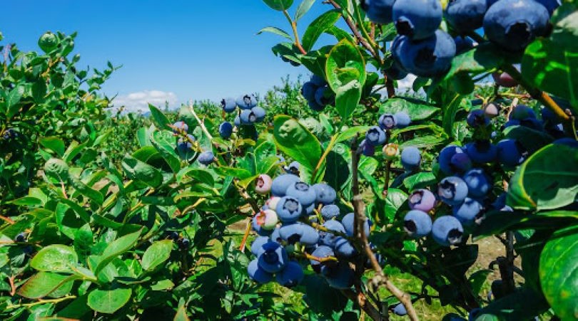 Soluciones para el cultivo de Arándanos: Optimizando el Crecimiento y Protección de los Cultivos