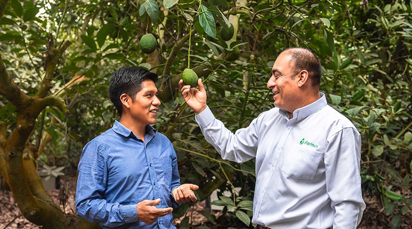 Closer: Insecticida sistémico para el control efectivo del chanchito blanco