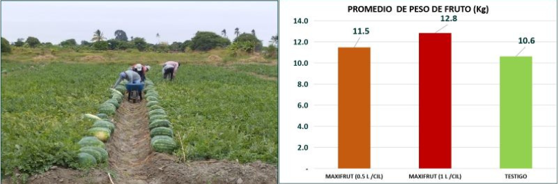 Incrementa el peso de baya con Maxifrut