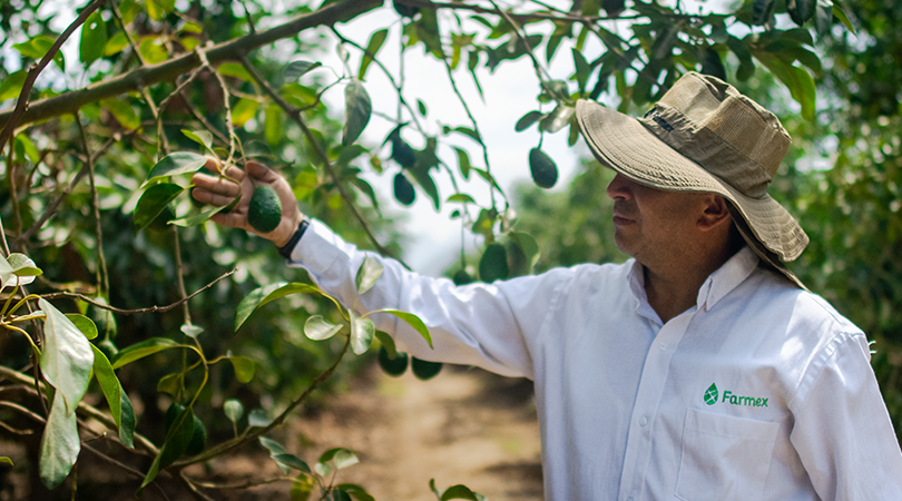 Cadmio en la palta: Un desafío para la agroindustria peruana