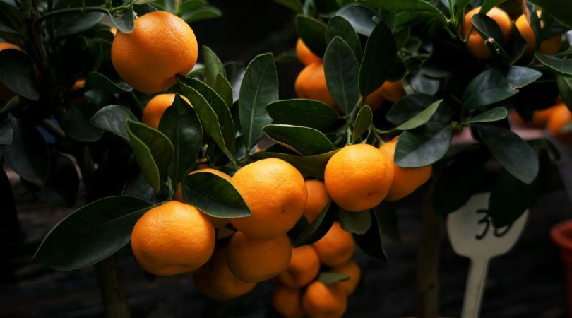 Diversificación varietal de mandarinas en Perú para sostener su crecimiento exportador