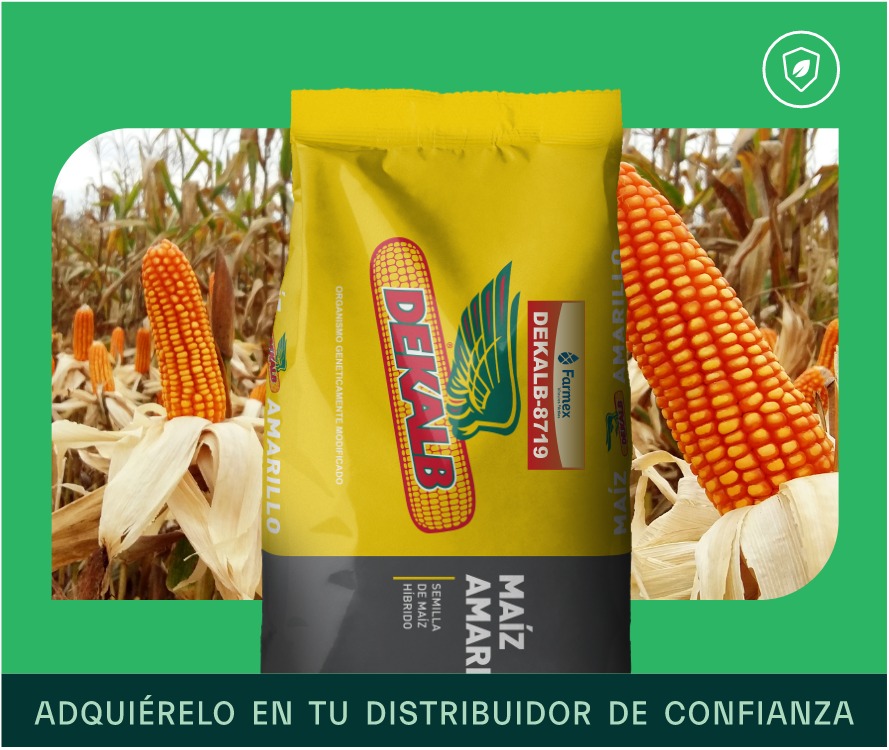 Dekalb 8719