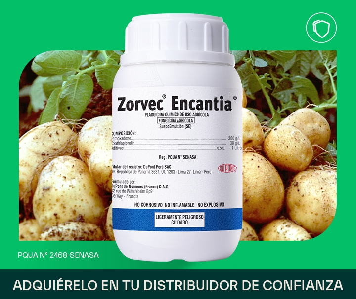 Zorvec Encantia