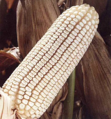 Maíz Dekalb 2037