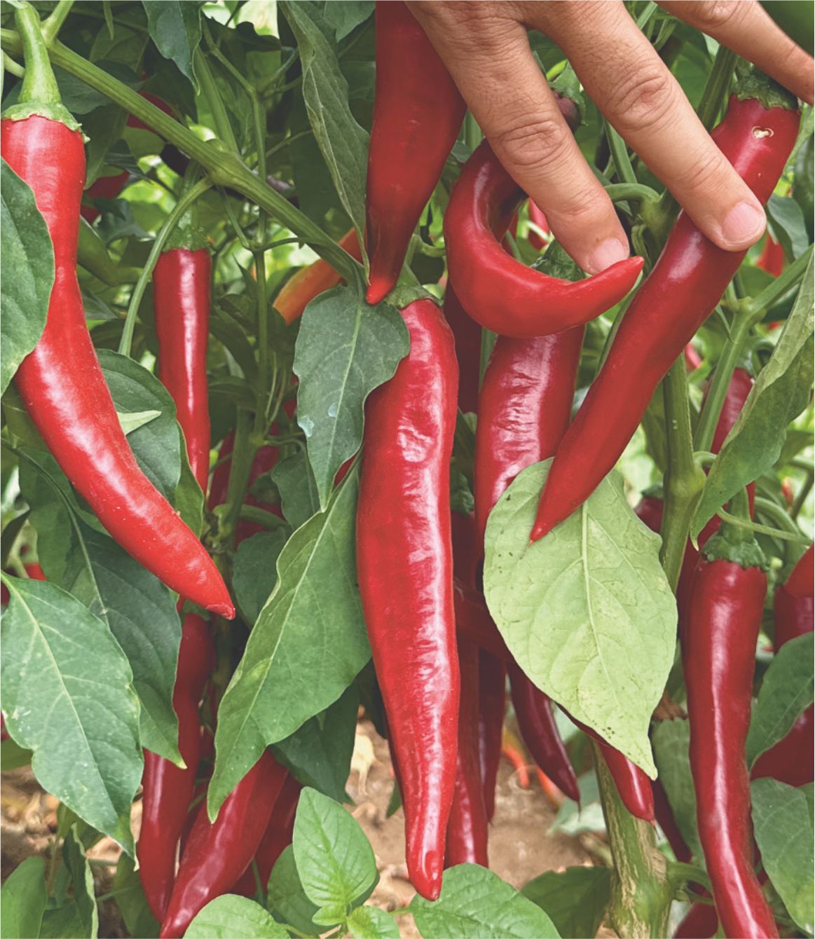 GUAJILLO CORTES F1