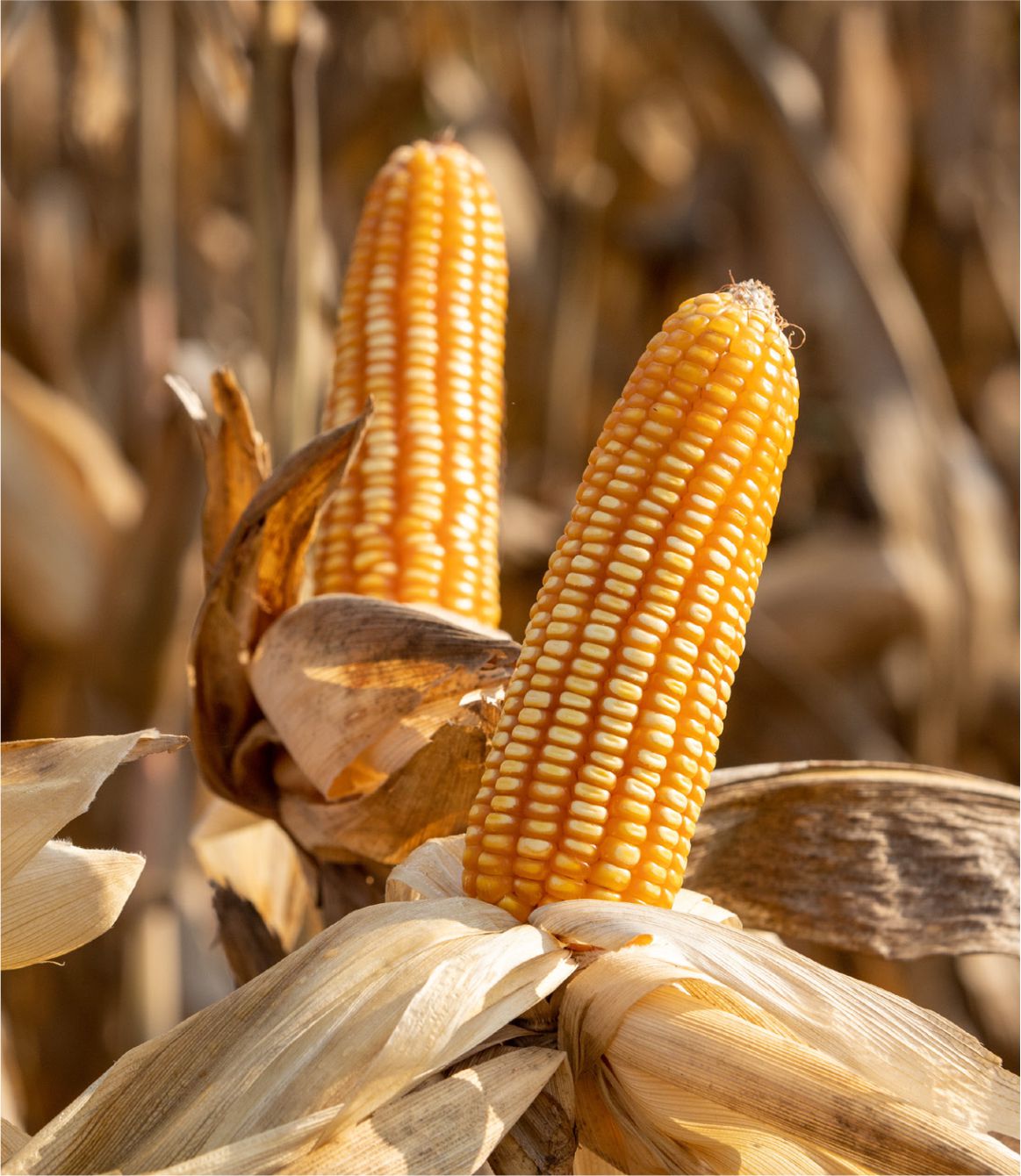 Maíz Dekalb 7508