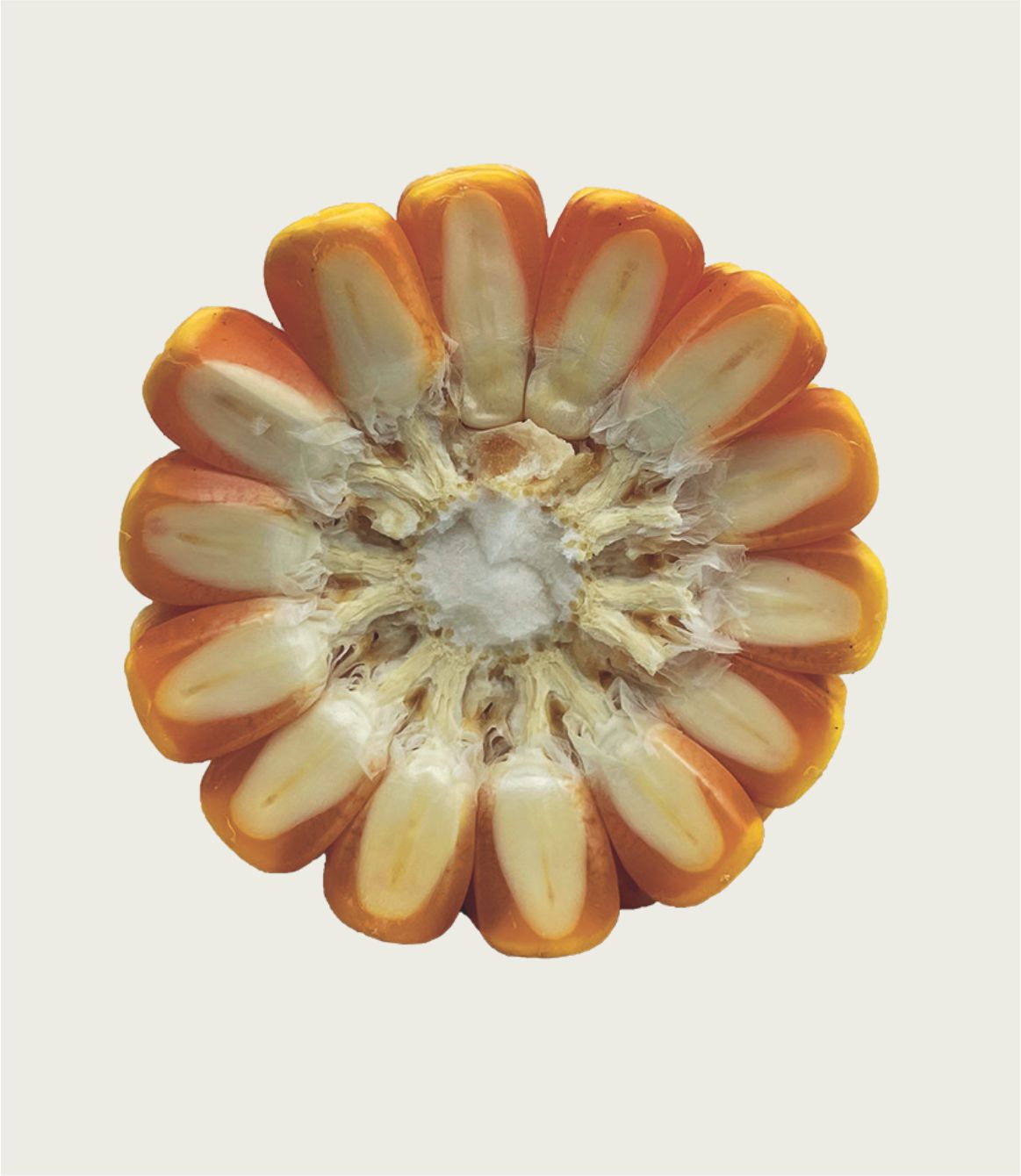Maíz Dekalb 8719