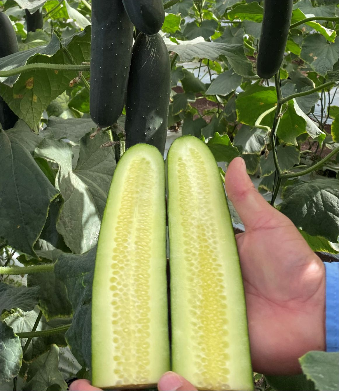 PEPINILLO AKILA F1