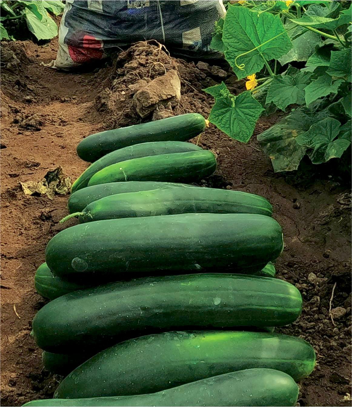 PEPINILLO ANACONDA F1