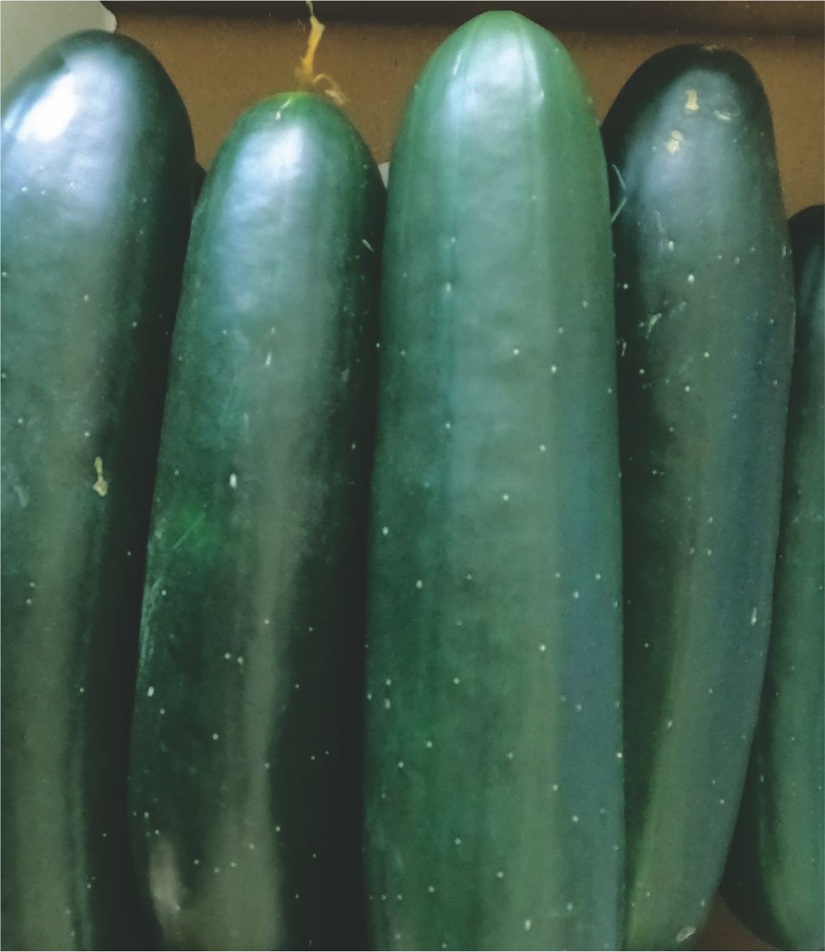 PEPINILLO YACUMAMA F1