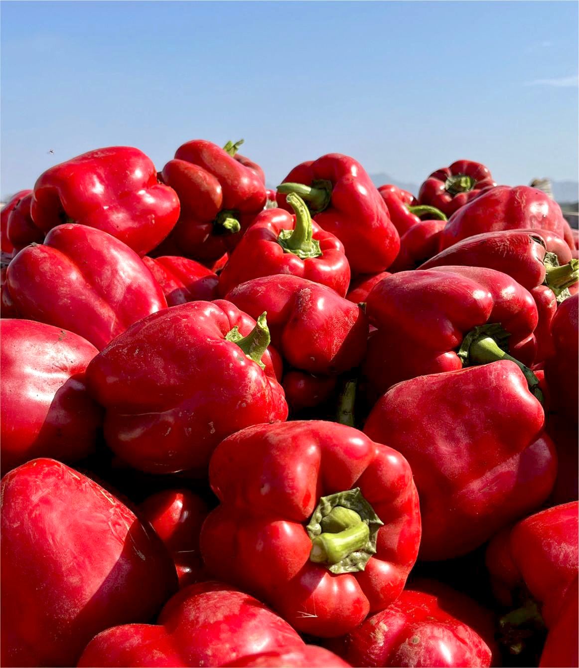 PIMIENTO BAYONET F1