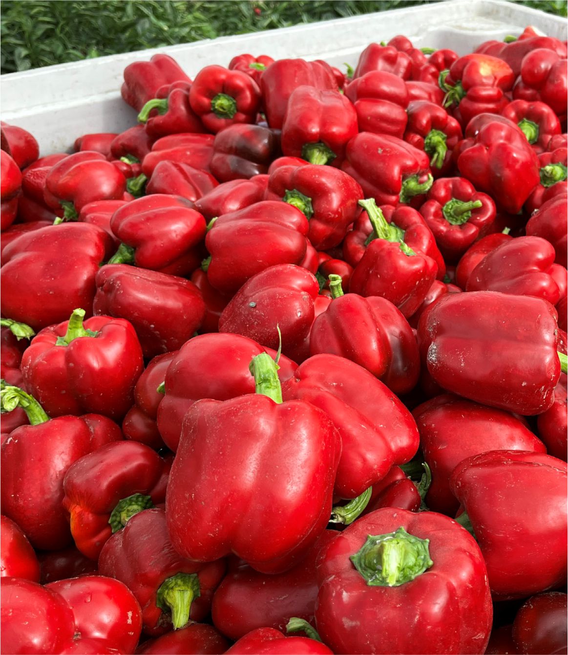 PIMIENTO RPP46475 F1