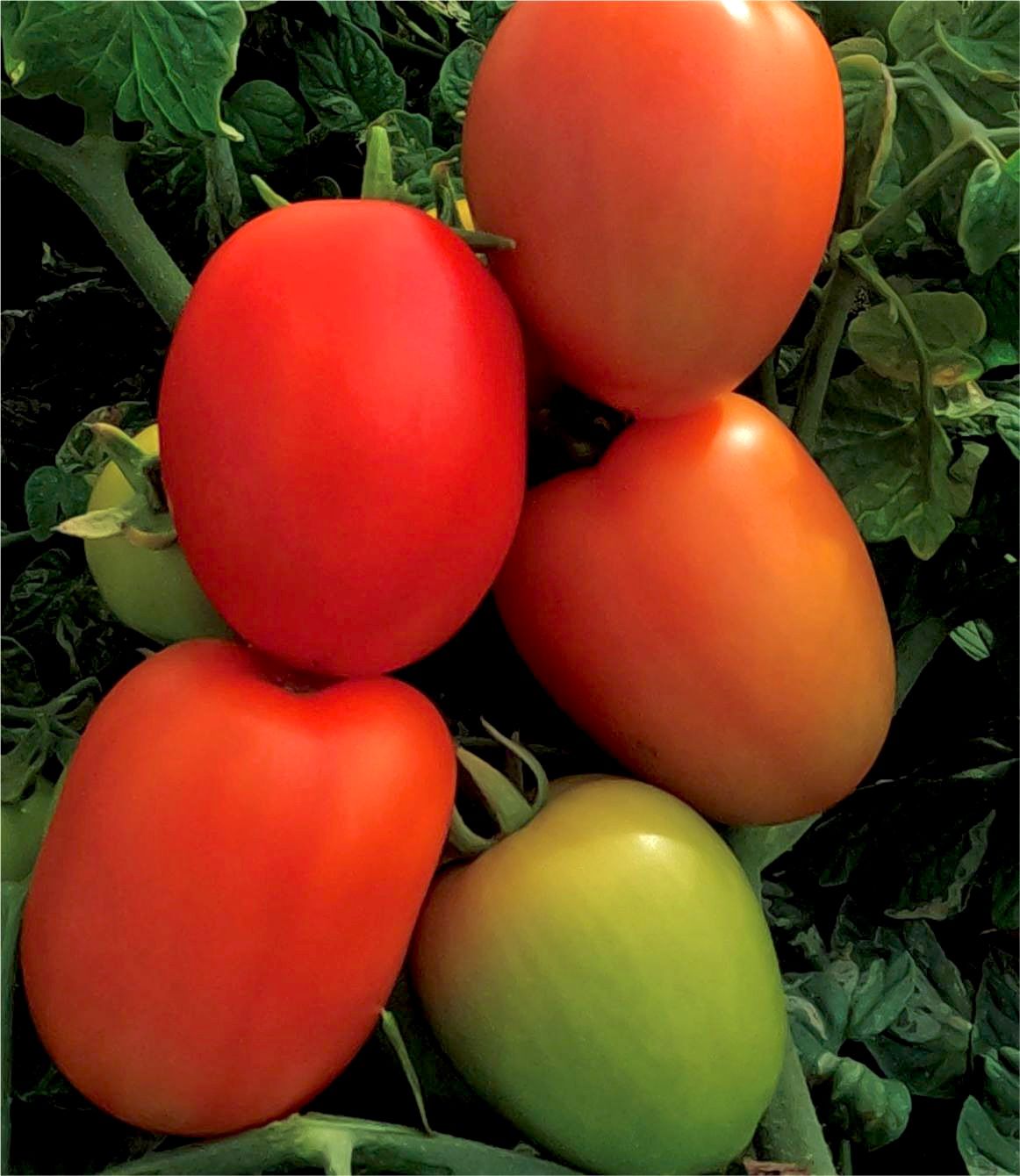 TOMATE CORONEL F1