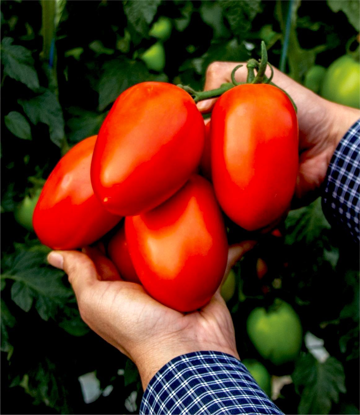 TOMATE VINCITORI